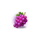 joker coins hit the cash grapes symbol icon