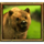 jungle spirit megaways bear symbol icon