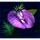 jungle wild flower3 symbol icon