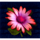 jungle wild flower symbol icon