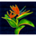 jungle wild leafs symbol icon