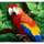 jungle wild parrot symbol icon
