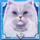 kitty itter grand cat 1 symbol icon