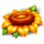 kurka zlotopiorka sunflower symbol icon