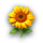 ladybug fortunes sun flower symbol icon