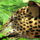 lucky queen leopard symbol icon