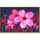 lunaris flowers symbol icon