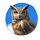 magnificent eagle collectem owl symbol icon