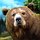 majestic forest buy bonus bear symbol icon