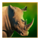 majestic megaways rhino symbol icon