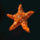 majestic mermaid sea star symbol icon