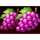 mega burning wins 27 ways grapes symbols icon