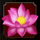 moon dancer lotus symbol icon