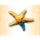neptunes quest starfish symbol icon