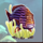 orca fish symbol icon
