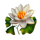 phoenix wheel white lotus symbol icon