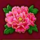 plenty dragons peony symbol icon