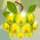 rainbow wilds green berry symbol icon