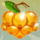rainbow wilds orange berry symbol icon