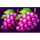 royal coins hold and win grapes symbol icon