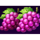 royal joker hold and win grapes symbol icon