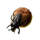 safari shoot bug symbol icon