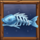 sails of fortune fish skeleton symbol icon