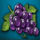 sakura fruits grapes symbol icon