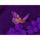 sapphire tiger butterfly symbol icon