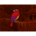 sapphire tiger parrot symbol icon