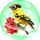 season sister bird symbol icon