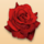 secret romance rose symbol icon
