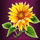 solstice celebration flower symbol icon