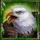spirit of the beast eagle symbol icon