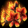 star watch fire flower symbol icon