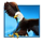 starlight jackpots bison rush eagle symbol icon