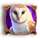 tarot destiny owl symbol icon