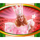 the wizard of oz ruby slippers princess symbol icon
