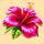 tropical lagoon flower symbol icon