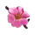 unbridled fortune pink flower symbol icon