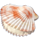 whale o winnings seashell symbol icon