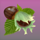 wild berry cocunut symbol icon