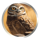 wild buffalo bonanza burrowing owl symbol icon