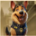 wild detective k9 symbol icon