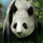 wild orient panda symbol icon
