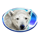 wild penguin white bear symbol icon