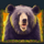 wilderness wins bear symbol icon