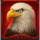 young eagle song bald eagle symbol icon
