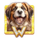 diamond doggies dog wild 2 symbol icon