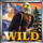 red white and win wild symbol icon